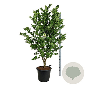 Magnolia loebneri 'Wildcat' 170-200 cm cont. 55L extra