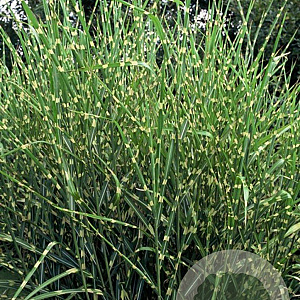Miscanthus sin. 'Strictus' GM P9