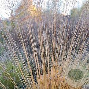 Molinia arundinacea GM P9