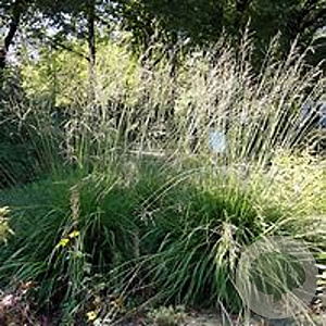 Molinia arundinacea GM P9