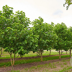 Magnolia 'Sunsation' 250-300 cm draadkluit meerstammig
