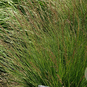 Molinia arundinacea 'Winterfreude' GM P9