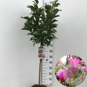 Magnolia 'Susan' 50 cm stam 7,5L