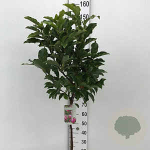 Magnolia 'Susan' 90 cm stam 7,5L