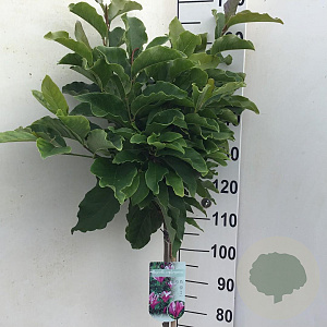 Magnolia 'Susan' 120 cm stam 10L