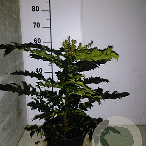 Mahonia media 'Winter Sun' 40-50 cm 5,0L