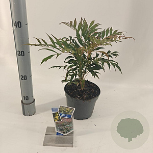 Mahonia Meteor 30-40 cm 2,0L