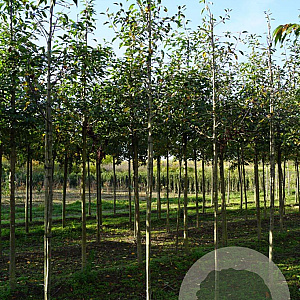 Malus 'Almey' 10-12 HO draadkluit