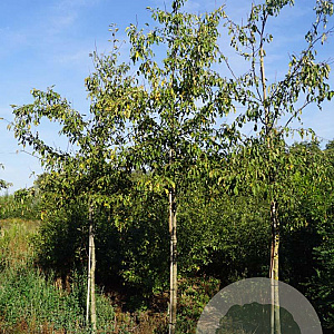 Malus 'Almey' 14-16 HO draadkluit