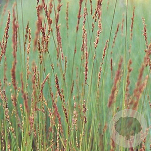 Molinia caerulea 'Edith Dudszus' GM P9