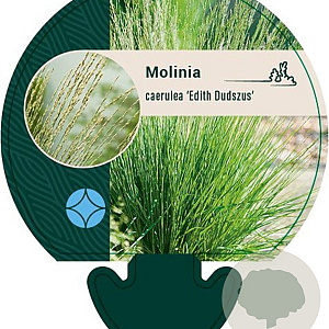 Molinia caerulea 'Edith Dudszus' GM P9