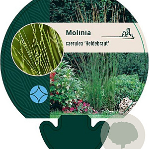 Molinia caerulea 'Heidebraut' GM P9