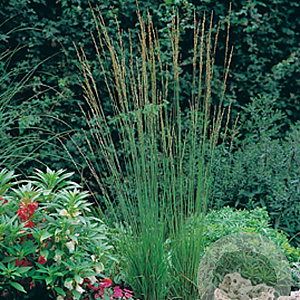 Molinia caerulea 'Heidebraut' GM P9