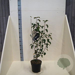 Malus 'Evereste' 80-100 cm 6L meerstammig