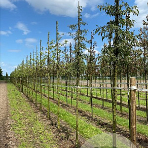 Malus 'Evereste' 18-20 HO draadkluit 250 cm stam