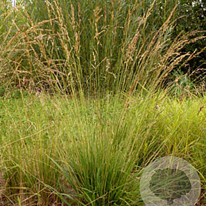 Molinia caerulea 'Poul Petersen' GM P9