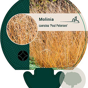 Molinia caerulea 'Poul Petersen' GM P9