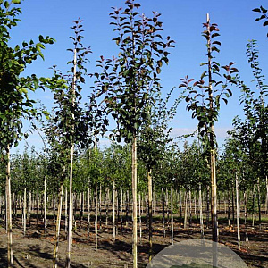 Malus 'Mokum' 8-10 HO draadkluit