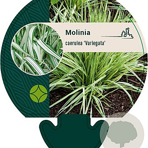 Molinia caerulea 'Variegata' GM P9