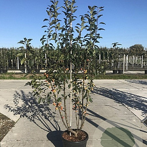 Malus 'Red Sentinel' 150-175 cm 35L meerstammig solitair