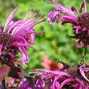 Monarda 'Aquarius' GM P9