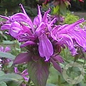 Monarda 'Aquarius' GM P9