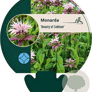 Monarda 'Beauty of Cobham' GM P9