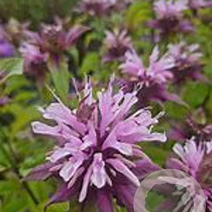 Monarda 'Beauty of Cobham' GM P9