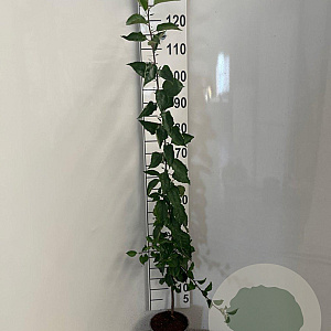 Malus sylvestris 60-80 cm 2,0L