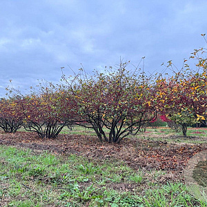 Malus toringo 200-250 cm draadkluit meerstammig