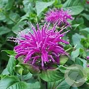 Monarda 'Blaustrumpf' GM P9