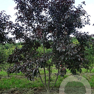 Malus toringo 'Scarlett' 450-500 cm draadkluit meerstammig