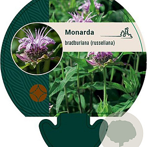 Monarda bradburiana GM P9