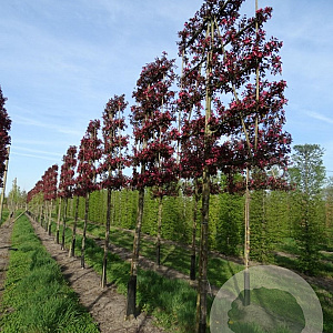 Malus toringo 'Scarlett' 10-12 HO draadkluit LEIVORM 200 cm stam