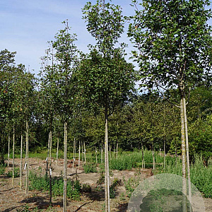 Malus trilobata 10-12 HO draadkluit