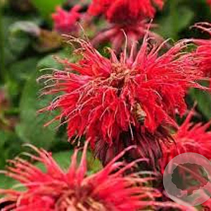 Monarda 'Cambridge Scarlet' GM P9