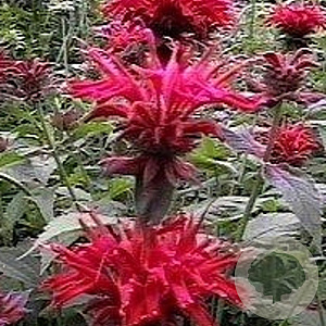 Monarda 'Cambridge Scarlet' GM P9