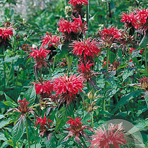 Monarda 'Cambridge Scarlet' GM P9