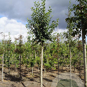 Malus 'Van Eseltine' 10-12 HO draadkluit