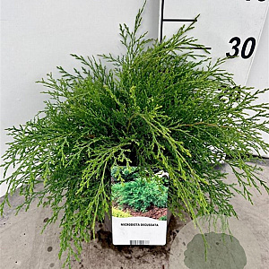 Microbiota decussata 30-40 cm 3,0L