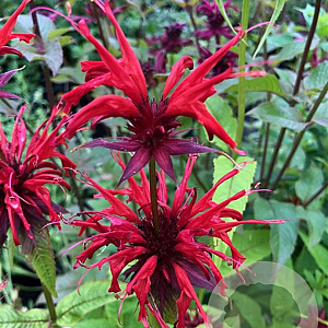 Monarda didyma GM P9