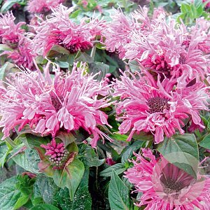 Monarda didyma 'Cranberry Lace' GM P9