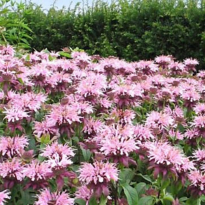 Monarda 'Elsie's Lavender' GM P9