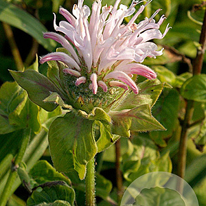 Monarda 'Fishes' GM P9