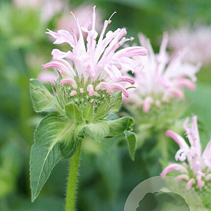 Monarda 'Fishes' GM P9