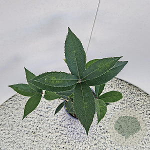 Osmanthus armatus 40-50 cm 2,5L
