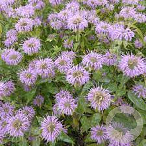 Monarda fistulosa GM P9