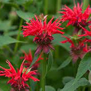 Monarda 'Gardenview Scarlet' GM P9