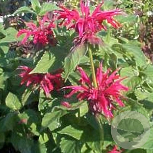 Monarda 'Gardenview Scarlet' GM P9