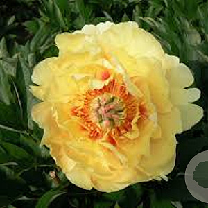 Paeonia (I) 'Garden Treasure' GM  P11